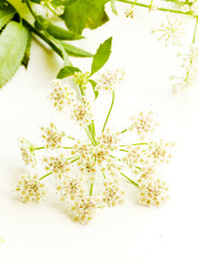Oenanthe crocata flowers