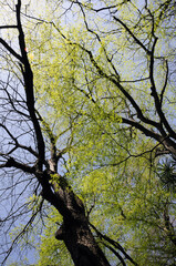 イヌシデの若葉と新緑