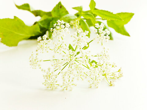 Oenanthe crocata flowers