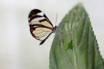 posé sur la feuille