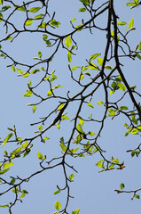 コブシの若葉と新緑