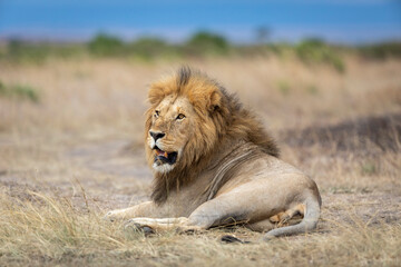 Fototapeta na wymiar Male lion with big mane lying down in dry grass in Masai Mara in Kenya