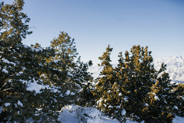 Fir trees covered with snow in the forest in winter on a Sunny day