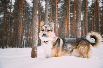 Funny Dog Playing In Snowy Forest In Winter Evening. Deep Snowdrift