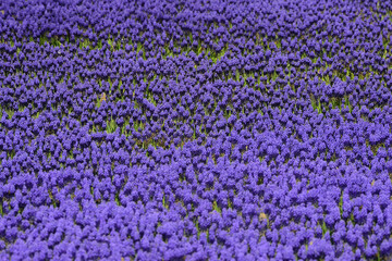 Tulips and colorful flowers in G&uuml;lhane Park. Istanbul Turkey
