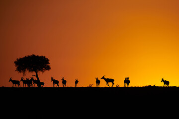 Fototapeta na wymiar Sunrise with gazelles running around 