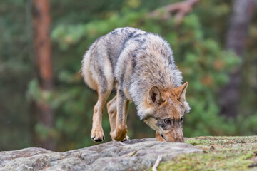 Lone wolf running in autumn forest Czech Republic