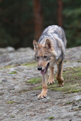 Lone wolf running in autumn forest Czech Republic