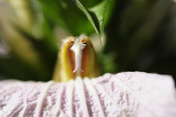 アカンツス　モンタヌスの花
