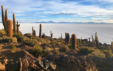 Panorama of the Island of cacti in desert Atacama. Salt flats of Salar de Uyuni. Gigantic plants...