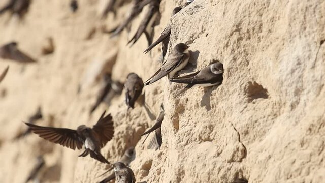 sand martins dig holes in the cave slope