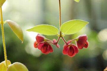 エスキナンツス　トリコロルの花
