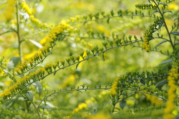 ソリダゴ‘ファィヤーワークス’の花