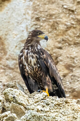 White Tailed Eagle (Haliaeetus albicilla) in flight. Also known as the ern, erne, gray eagle, Eurasian sea eagle and white-tailed sea-eagle. Wings Spread. Poland, Europe. Birds of prey.
