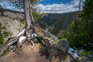 grand canyon of the yellowston from the north rim, wyoming, usa
