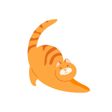Stretching plump red cat. Feline flexibility and grace vector illustration