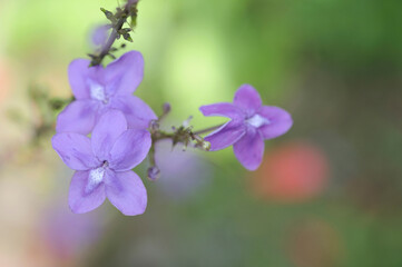 Obraz premium プセウデランセムム アラツムの花