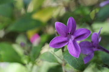 プセウデランセムム　ラクシフロールムの花