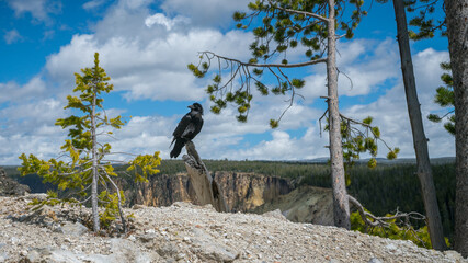 black raven at the grand canyon of the yellowstone national park, wyoming, usa