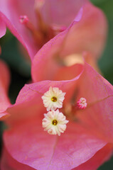 ブーゲンビリアレインボー　ピンクゴールドの花