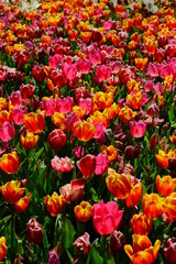 Tulips and colorful flowers in Gülhane Park. Istanbul Turkey