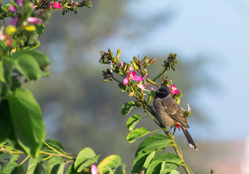 Red Vented Bulbul In Wildlife 