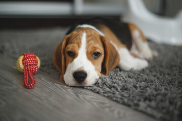 cute beagle puppy lies on the carpet in the room