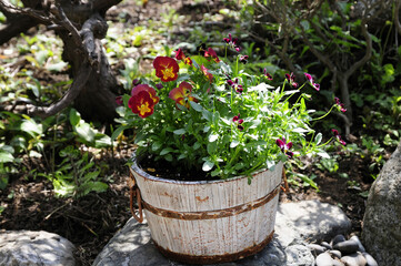 小さなテラコッタに咲いた花トレニア