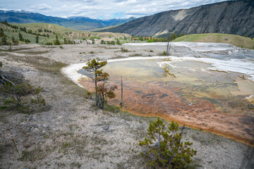 hydrothermal areas of mammoth hot springs in yellowstone national park, wyoming in the usa