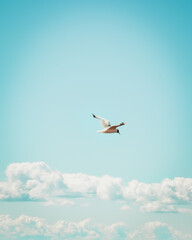birds in the sky