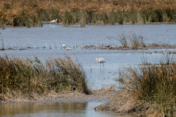 Camargue