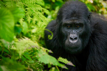 A beautiful portrait of an adult female mountain gorilla surrounded by ferns and vines in her natural forest habitat of Bwindi Impenetrable Forest in Uganda.
