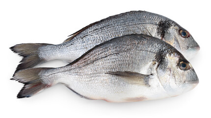 Fish dorado isolated on white background with clipping path and full depth of field.