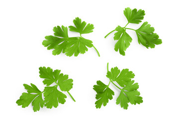 Parsley leaves isolated on white background with clipping path and full depth of field. Top view. Flat lay.