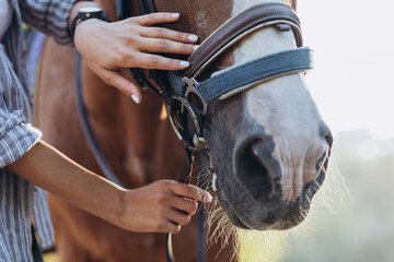 Girl's hand stroking a horse, close up - 382074656