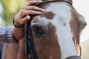 Girl's hand stroking a horse, close up - 382074662