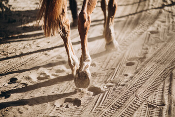Horseshoes of a running horse on the sand - 382074679