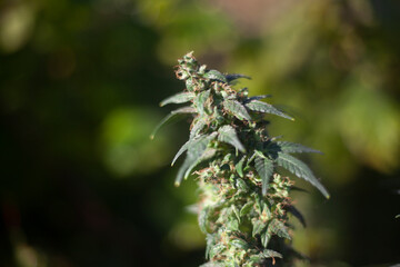 Marijuana is growing. Cannabis plant on the street. 