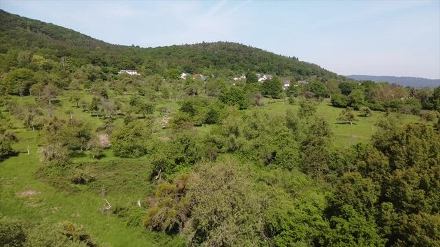 Streuobstwiesen, gef&auml;hrdeter Lebensraum im Rheintal bei Boppard-Buchenau
