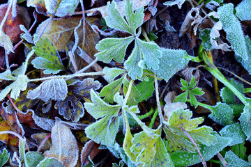 
background leaves with frost crystals