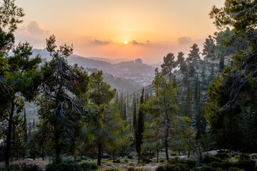 Sunset in Israel forest © Marek