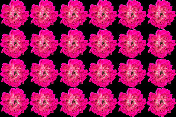 Pink roses isolated on black background