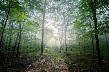Fotobehang Zen Foret lumineuse  © jmbreizh