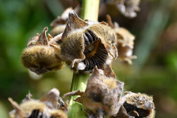 Boxes with ripe seeds of a hollyhock flower on a branch close-up on a blurry green background.