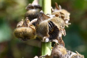 Boxes with ripe seeds of a hollyhock flower on a branch close-up on a blurry green background.
