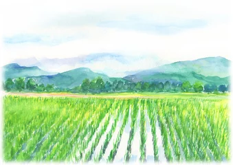 Foto op Canvas 田舎の田んぼの風景 © yokoobata