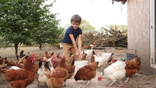 Child boy pouring feed for chickens - poultry on the farm of grandparents countryside
