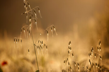 Grass Meadow in golden Sunset light.