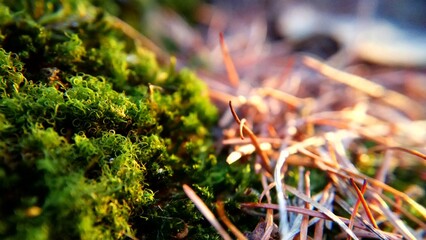 moss on the grass