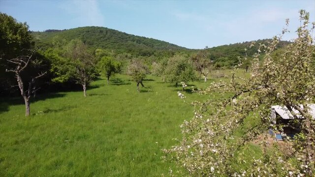 Streuobstwiesen, gef&auml;hrdeter Lebensraum im Rheintal bei Boppard-Buchenau